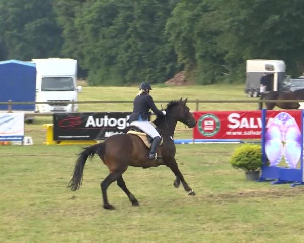Reitturnier Ahlhorn 2015