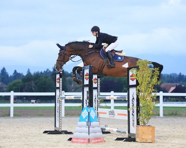 jumper Fantast III (KWPN (Royal Dutch Sporthorse), 2010, from Campbell VDL)