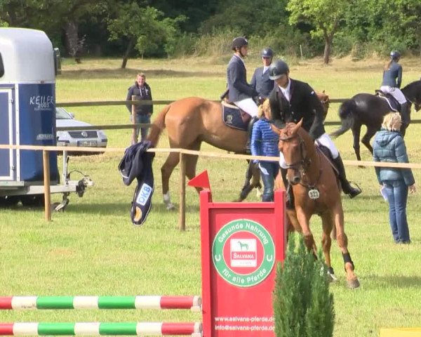 Reitturnier Ahlhorn 2015