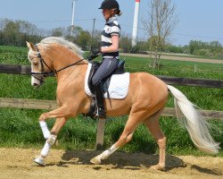 dressage horse Gluckspilz Wf (Westphalian, 2016, from HET Golden Dream)