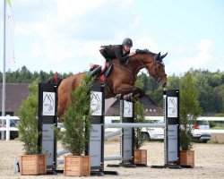 jumper Ciro VI CH (Swiss Warmblood, 2014, from Gb Casper N CH)