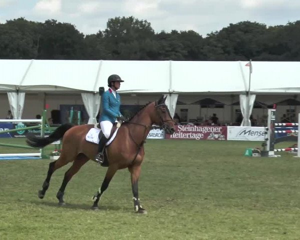 FEI Reitturnier Steinhagen (GER) 2015