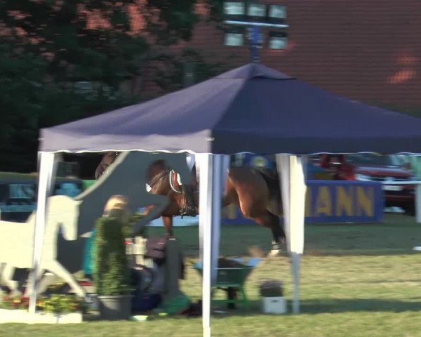 FEI Reitturnier Steinhagen (GER) 2015