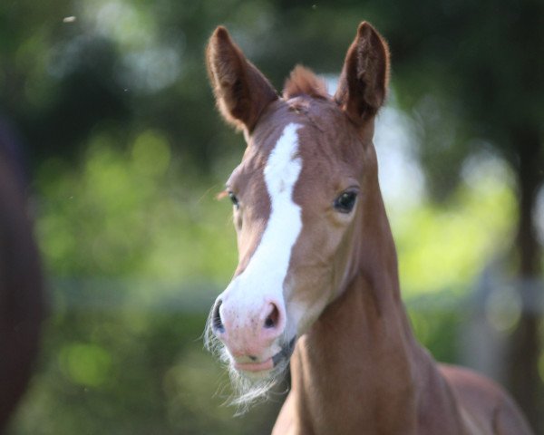 horse Hengstfohlen von Bonds (Westphalian, 2020, from Bonds)