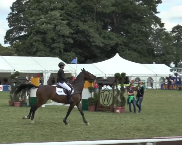 FEI Reitturnier Steinhagen (GER) 2015