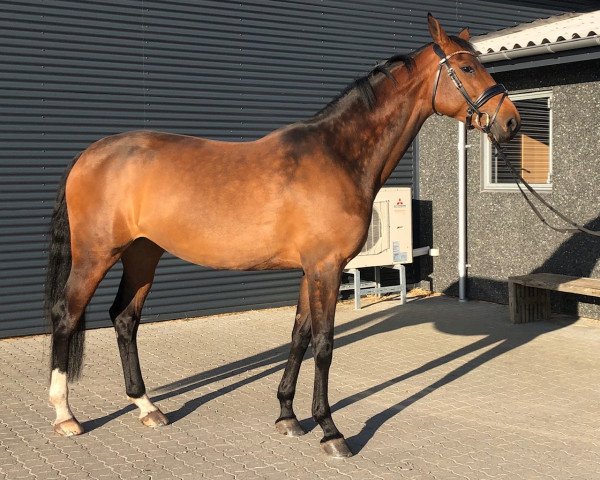 Springpferd Quesira (Dänisches Warmblut, 2015, von Quinton)