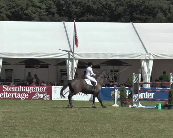 FEI Reitturnier Steinhagen (GER) 2015