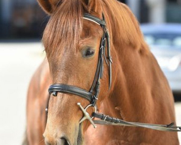 broodmare Jeanne d'Arc US (Holsteiner, 2017, from Nimmerdor)