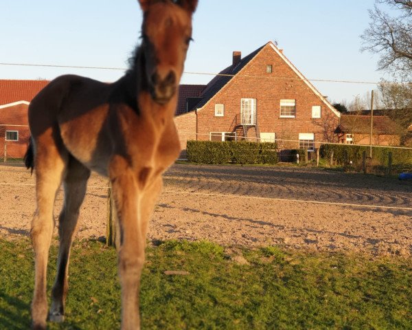 Pferd Fräulein Smilla (Westfale, 2020, von Fürst Samarant)