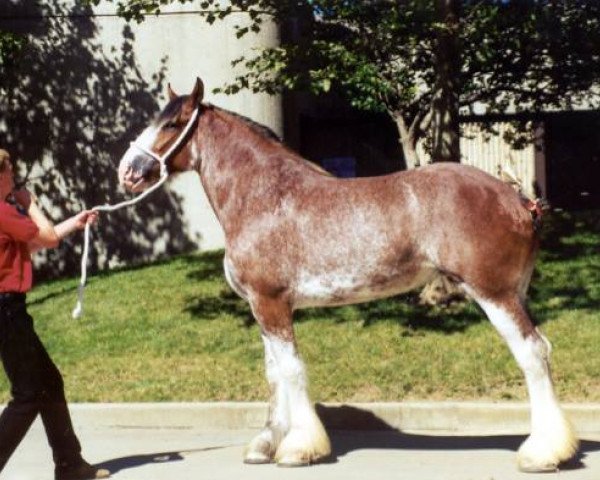 Zuchtstute Shining Meadows Sally (Clydesdale, 1989, von Jonesway Calendar Prince) Zuchtstute Shining Meadows Sally (Clydesdale, 1989, von Jonesway Calendar Prince)