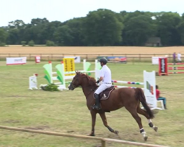 Reitturnier Ahlhorn 2015