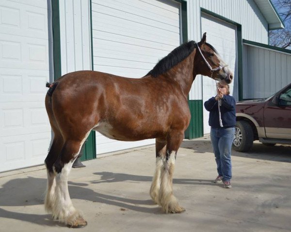 broodmare Linden Hannah Too (Clydesdale, 2001, from Solomon's Scooter)