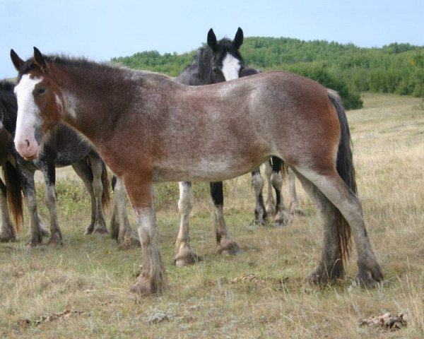 broodmare Lily's Sir El Maggie (Clydesdale, 2010, from Grandview Sir El Capitan)