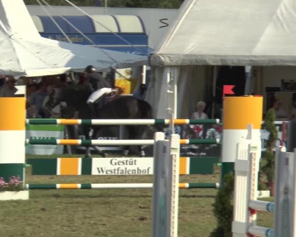FEI Reitturnier Steinhagen (GER) 2015