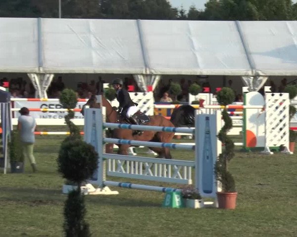 FEI Reitturnier Steinhagen (GER) 2015