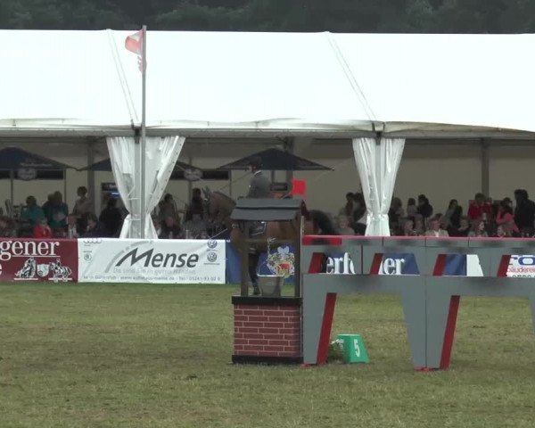 FEI Reitturnier Steinhagen (GER) 2015