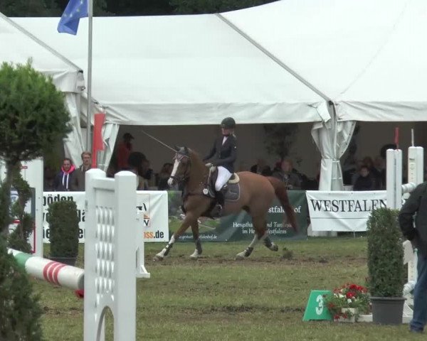 FEI Reitturnier Steinhagen (GER) 2015