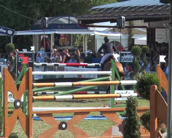 FEI Reitturnier Steinhagen (GER) 2015