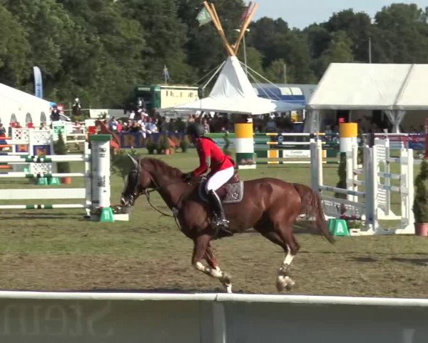 FEI Reitturnier Steinhagen (GER) 2015