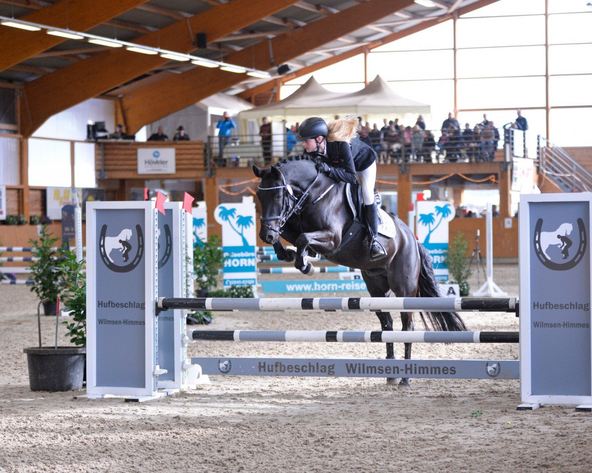 Springpferd Valentino 379 (Deutsches Reitpony, 2011, von Vincenzo 7)
