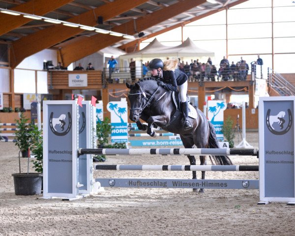 Springpferd Valentino 379 (Deutsches Reitpony, 2011, von Vincenzo 7)
