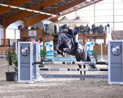 Springpferd Valentino 379 (Deutsches Reitpony, 2011, von Vincenzo 7)