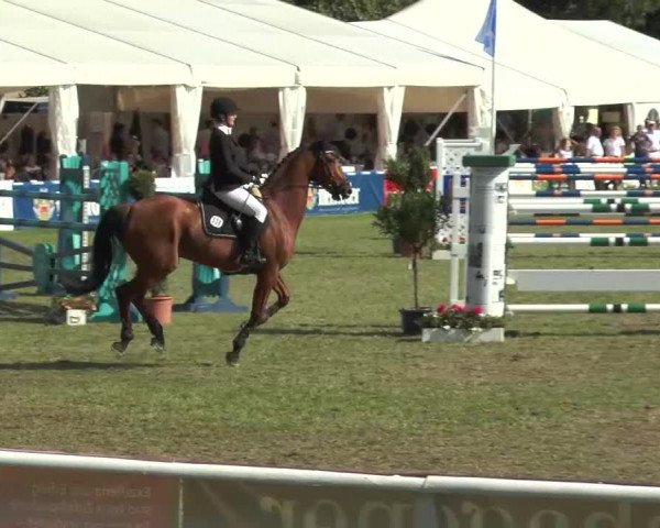 FEI Reitturnier Steinhagen (GER) 2015