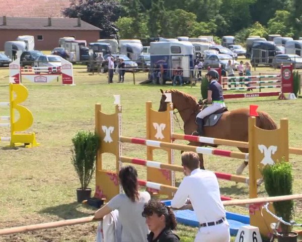 Reitturnier Ahlhorn 2015