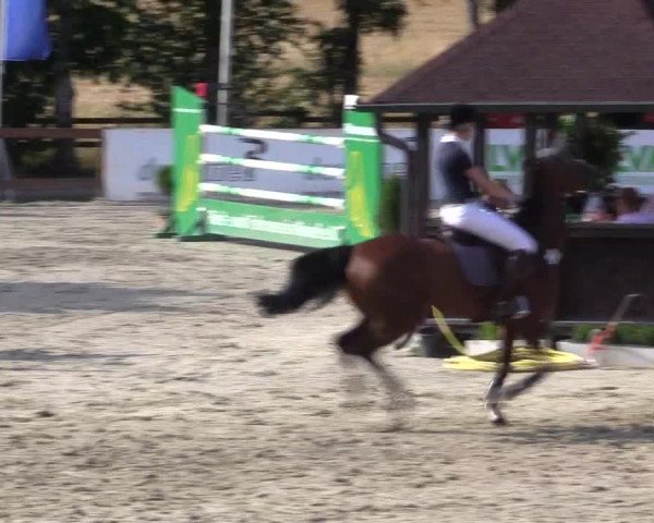Reitturnier Münster-Roxel 2015