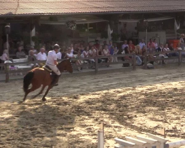 Reitturnier Münster-Roxel 2015