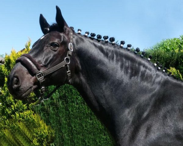 dressage horse Riaccomo (Westphalian, 2008, from Riccio)