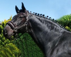 dressage horse Riaccomo (Westphalian, 2008, from Riccio)