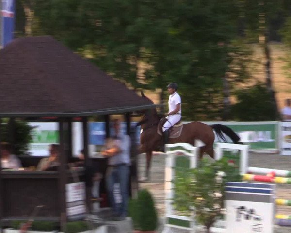 Reitturnier Münster-Roxel 2015