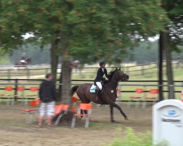 Reitturnier Grefrath - Reitanlage Heitzerend 2015