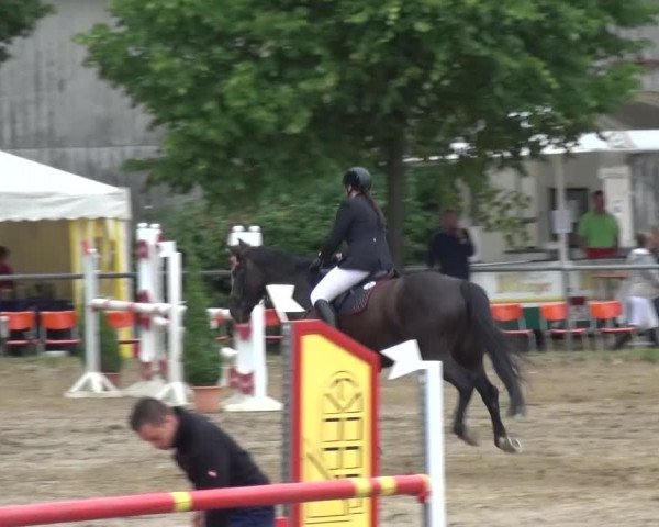 Reitturnier Grefrath - Reitanlage Heitzerend 2015