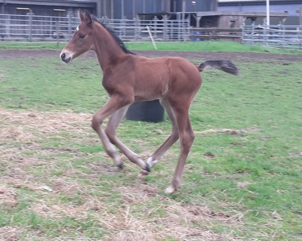 horse Chokaro (Holsteiner, 2018, from Clarimo Ask) horse Chokaro (Holsteiner, 2018, from Clarimo Ask)