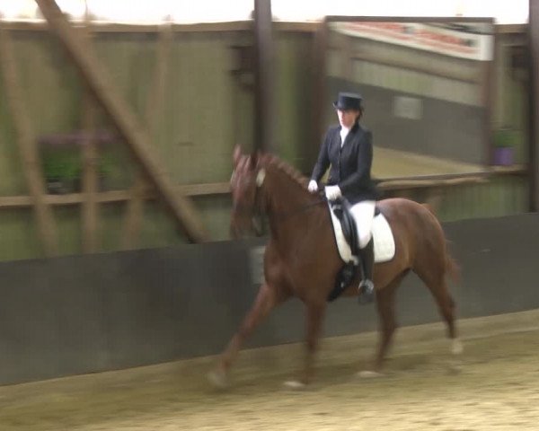 Reitturnier Grefrath - Reitanlage Heitzerend 2015