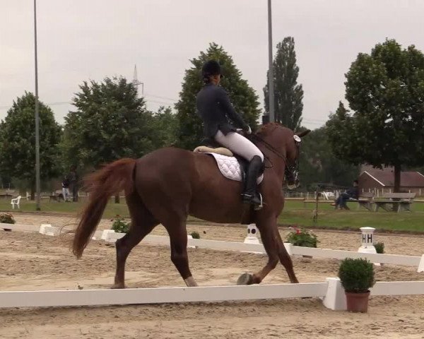 Reitturnier Münster-Roxel 2015