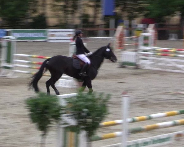Reitturnier Münster-Roxel 2015
