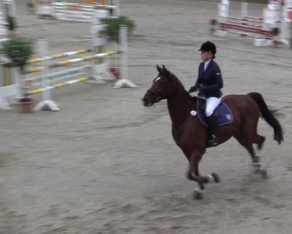 Reitturnier Münster-Roxel 2015