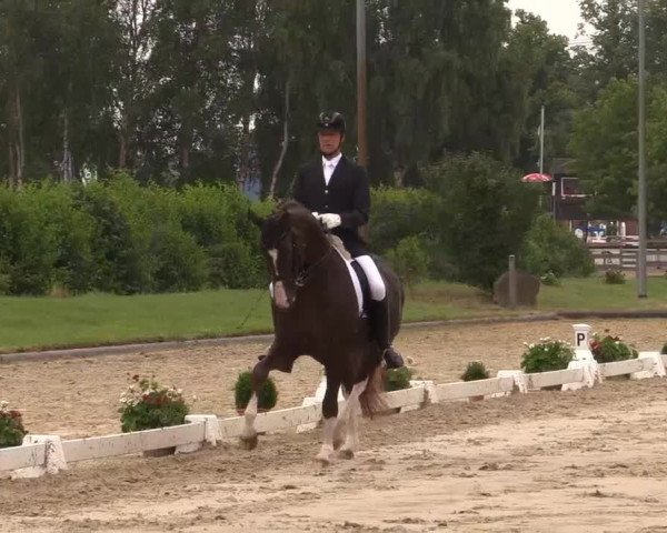 Reitturnier Münster-Roxel 2015