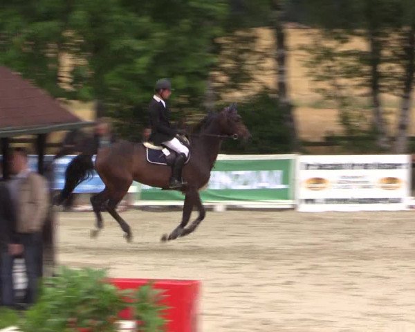 Reitturnier Münster-Roxel 2015