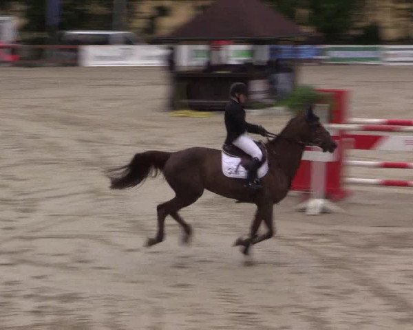 Reitturnier Münster-Roxel 2015