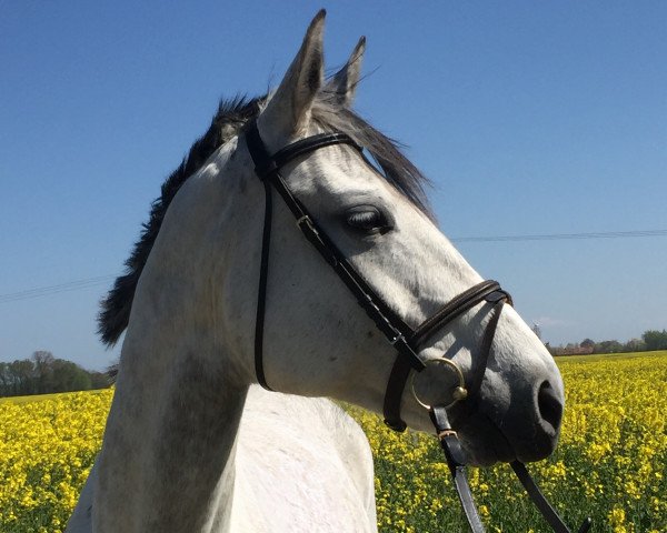broodmare L'amour 101 (German Sport Horse, 2006, from Leopardstown xx)