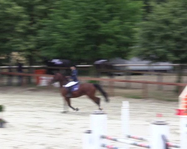 Reitturnier Münster-Roxel 2015