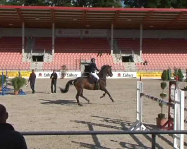 Reitturnier Redefin 2015