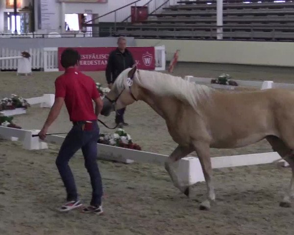 Reitturnier Grefrath - Reitanlage Heitzerend 2015