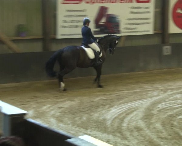 Reitturnier Grefrath - Reitanlage Heitzerend 2015