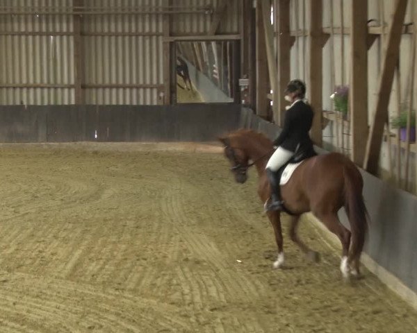 Reitturnier Grefrath - Reitanlage Heitzerend 2015