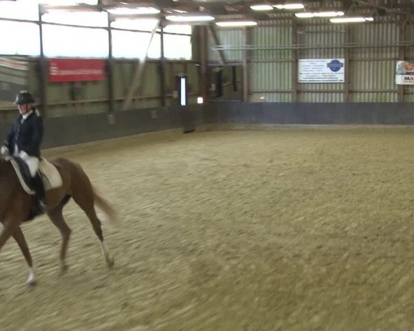 Reitturnier Grefrath - Reitanlage Heitzerend 2015